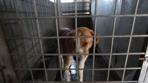 Британска НПО дава идеи за решаване на проблема с уличните