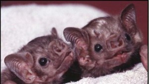 16та международна нощ на прилепите отбелязват в Русе