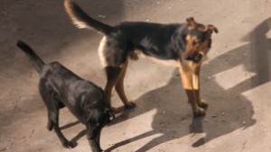 Немска организация осиновява кучетата от Малинова долина