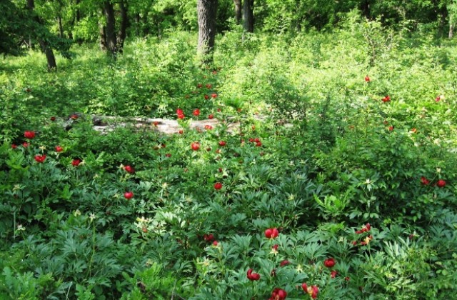 Разширяват находището на червен божур в Силистренско