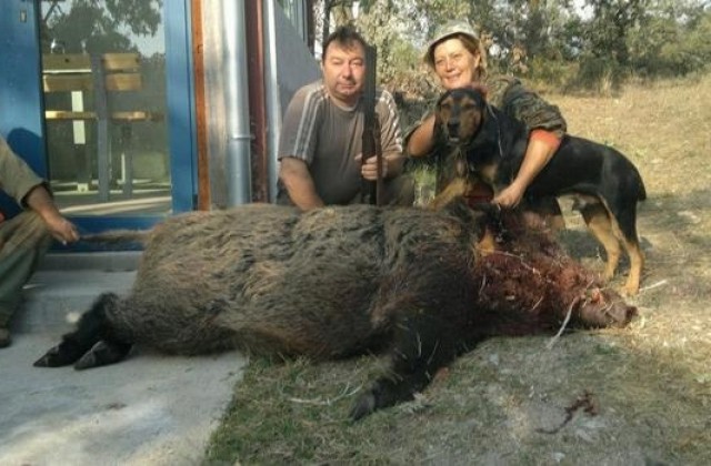 200 кг прасе отстреляха в Болярово