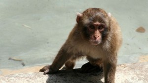 Учат маймуни да управляват компютър с поглед