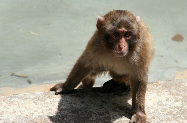 Учат маймуни да управляват компютър с поглед