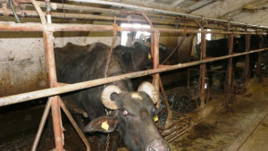 Биволи измират във ферма по САПАРД край Силистра