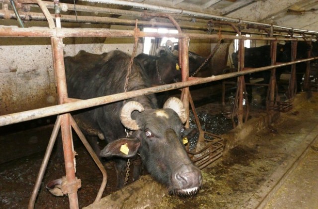 Биволи измират във ферма по САПАРД край Силистра