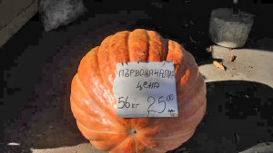 Гигантска тиква отгледаха в Добруджа