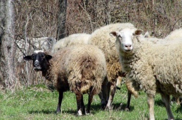 Правителството увеличи националните доплащания за говеда, биволи, овце и кози