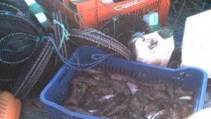 Съставиха актове на улични търговци на риба