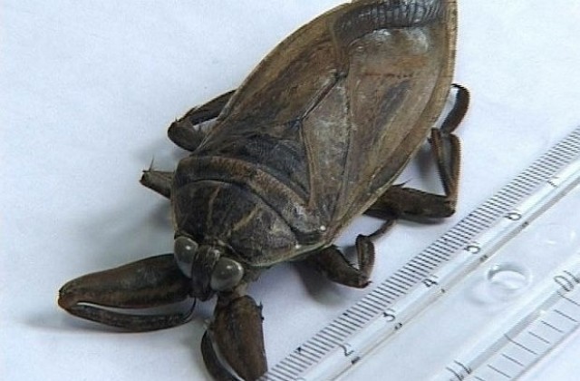 Гигантска водна дървеница, а не хлебарка, откриха в Казанлък
