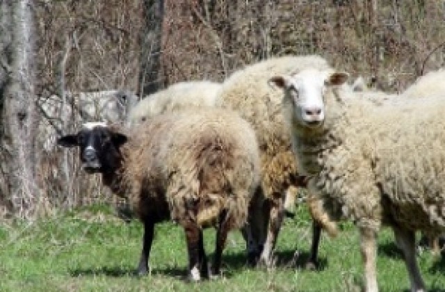 Започна изплащането на директните плащания за животновъдите