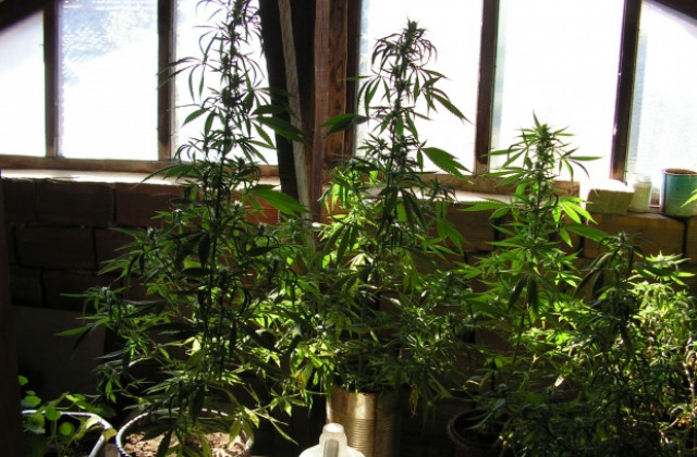 Разградчанин спретнал оранжерия с марихуана на тавана на баба си