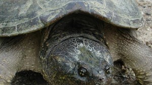 В Полша откриха найстария фосил на костенурка