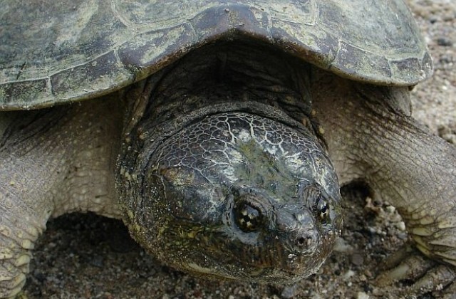 В Полша откриха най-стария фосил на костенурка