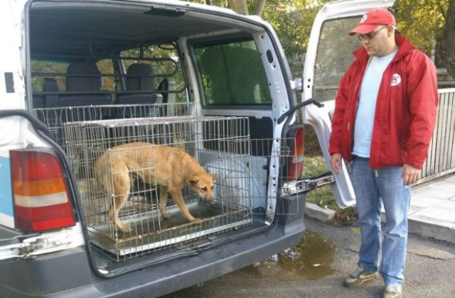 45 бездомни животни кастрираха в Белица