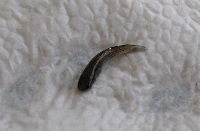 Установен е нов вид риба за Поморийското езеро