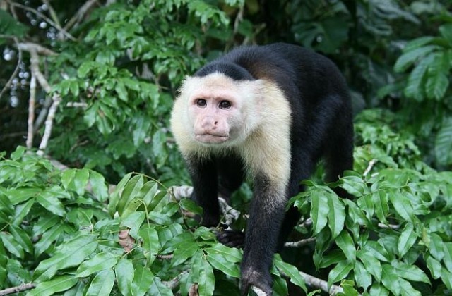 Британка твърди, че била отгледана от маймуни
