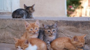 Такса котка въведоха във Варна