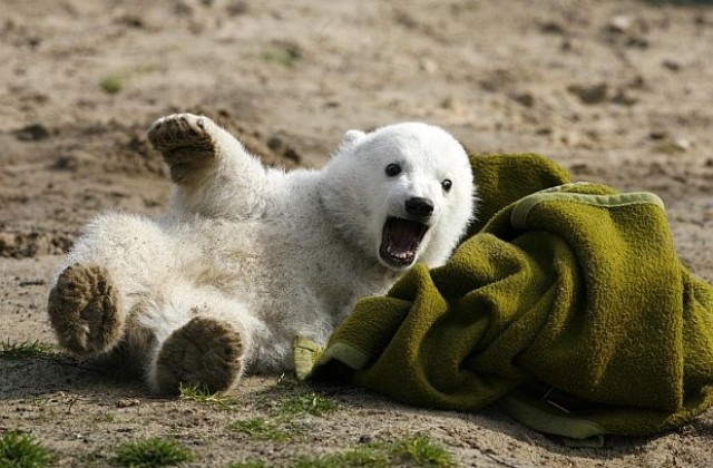 Издигнаха статуя на мечето Кнут в Германия