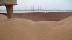 Поредна кражба на промишлено количество слънчоглед в Силистренско