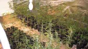 Силистренец отглеждал канабис на 3 адреса