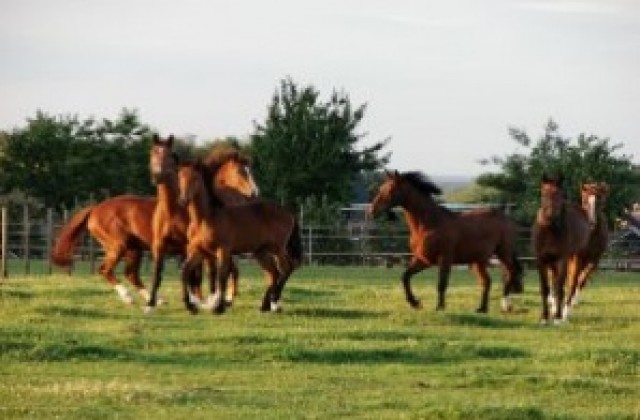 Шофьор се блъсна в стадо коне