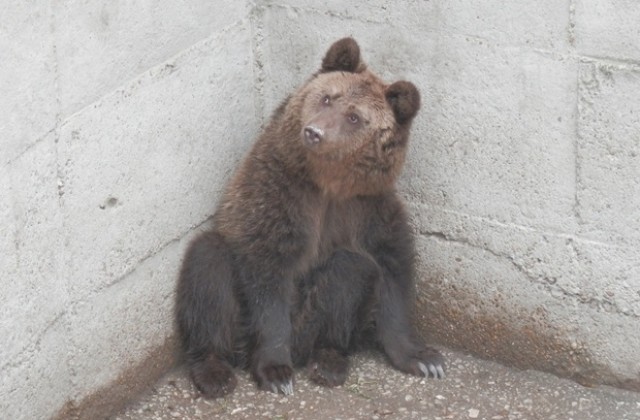 Кафявата мечка Персефона е най-новият обитател на зоокъта в Павликени