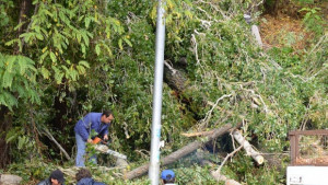 Опасни тополи затвориха пътя за Златните