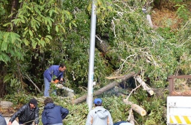 Опасни тополи затвориха пътя за Златните