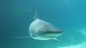 Басейнова дирекция отваря врати за варненци