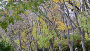 Температурите през ноември ще паднат до минус 9 градуса