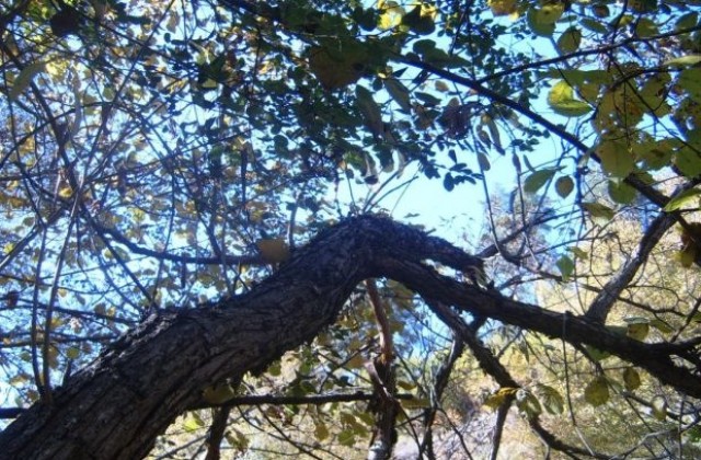 Температурите през ноември до минус 9 градуса