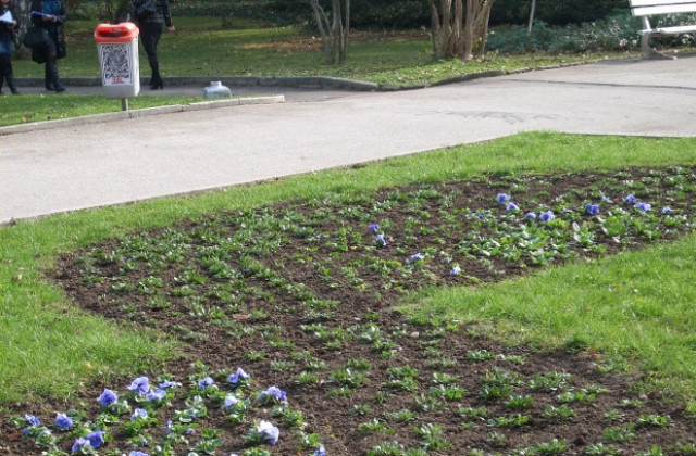 Над 25 000 стръка есенни цветя засаждат в парковете на В. Търново