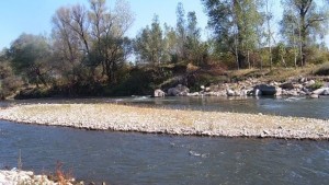 Измряла риба изплува край Долна Оряховица няма замърсяване на реката