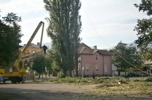 Община Кюстендил продава дърва за огрев от опасните тополи
