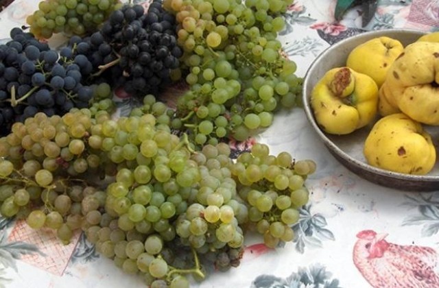 Започнаха доставки по програма „Училищен плод