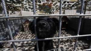 Отвориха новия приют за кучета в Горни Богров