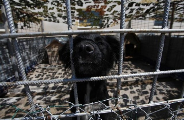 Отвориха новия приют за кучета в Горни Богров