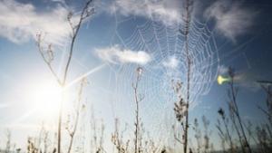 Започва есенният етап на ваксинацията по въздух срещу бяс при