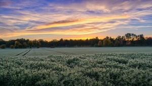 Влияят ли зодиите върху живота на растенията