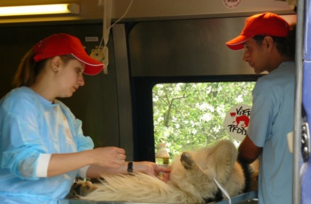 Ромите съдействат на Четири лапи за кастрацията на кучетата в Кюстендил