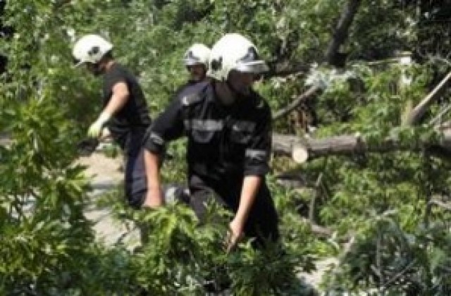 Паднало дърво уби възрастна жена край бургаско село