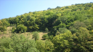 Състезание по ориентиране за годишнината от създаване на ПП Българка