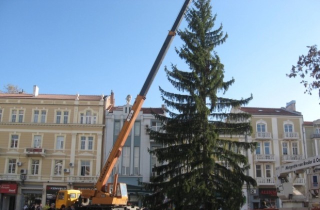 7-метрова изкуствена елха ще краси Пловдив за Коледа