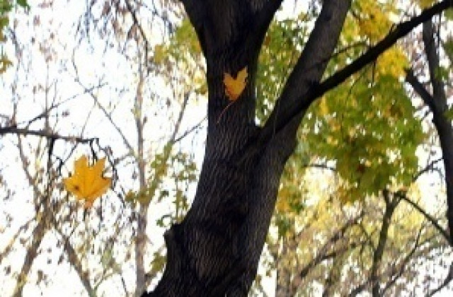 Садят дръвчета във „Владиславово“