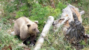 Правителството забрани лова на кафява мечка