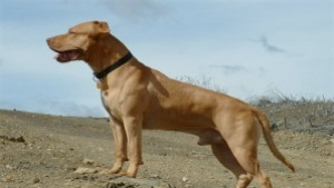 Варненец насъска питбул срещу полицаи