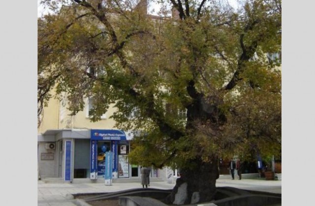 Старият бряст в Сливен  ще бъде осветен в лилаво