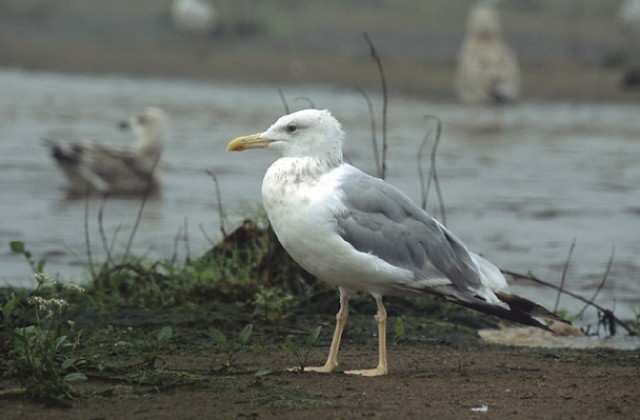 Опазват птиците в района на Цалапица по екопроект
