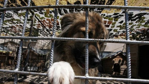 За пътя на изоставените кученца по софийските улици