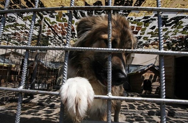 За пътя на изоставените кученца по софийските улици
